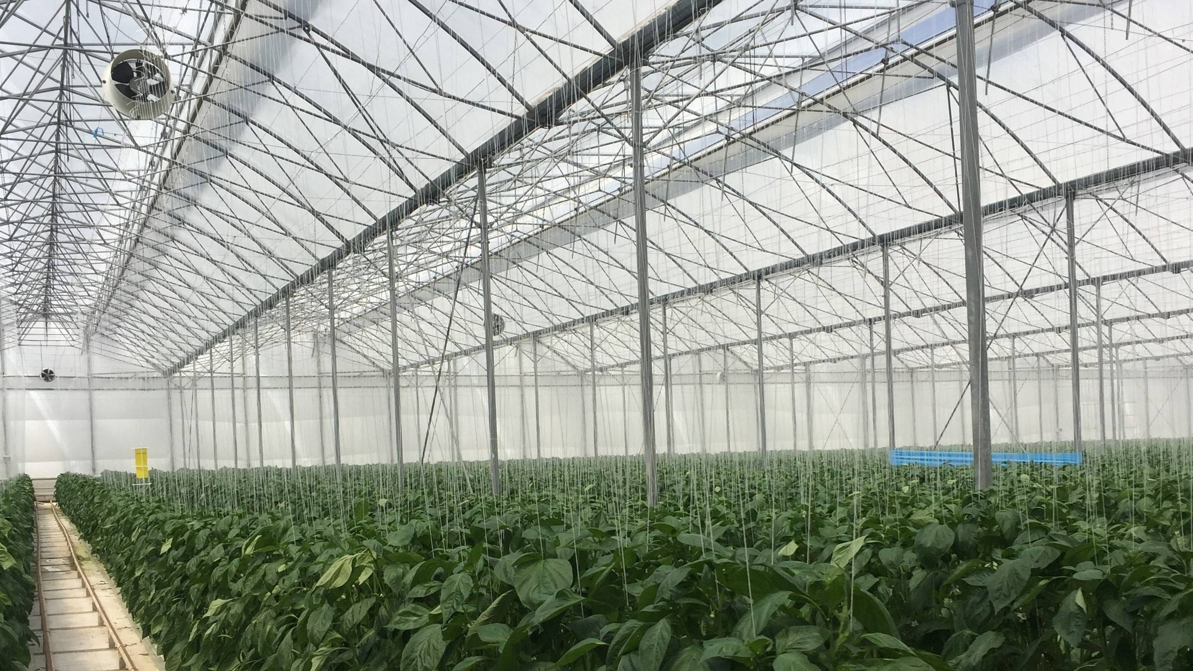 arrigoni BIORETE AIR PLUS 1|Biorete 80 AIR PLUS_Thrip|BIORETE 60 MESH_Bemisia Tabaci y Aphidos